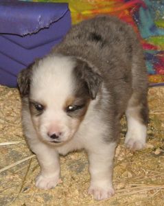 Sweetie × Bandit litter
