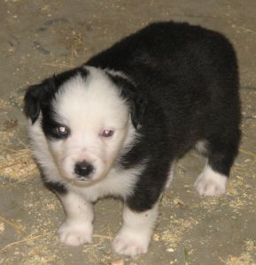 Sweetie × Bandit litter