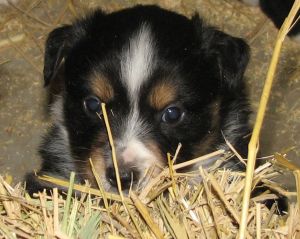 Sweetie × Bandit litter
