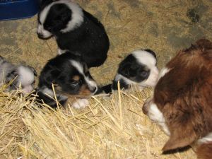 Sweetie × Bandit litter