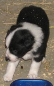 Sweetie × Bandit litter