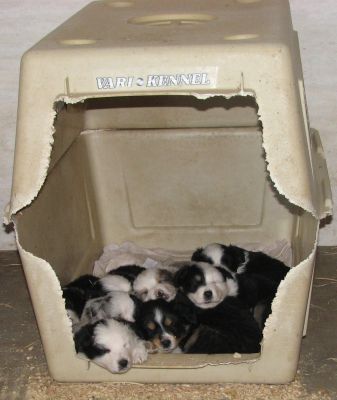 Sweetie × Bandit litter