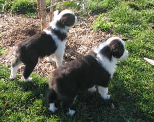 Sweetie × Bandit litter