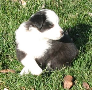 Sweetie × Bandit litter