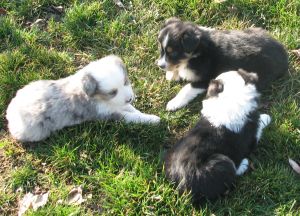 Sweetie × Bandit litter