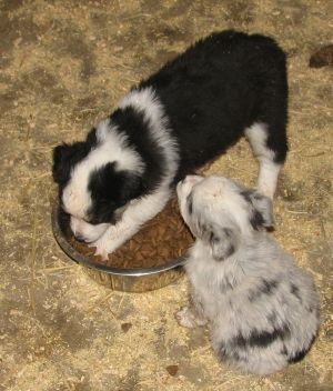 Sweetie × Bandit litter