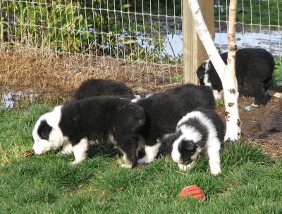 Sweetie × Bandit litter