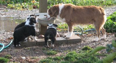 Sweetie × Bandit litter