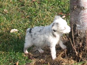 Sweetie × Bandit litter