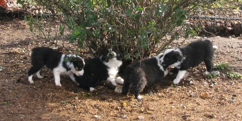 Sweetie × Bandit litter
