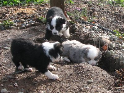 Sweetie × Bandit litter