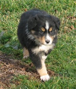 Sweetie × Bandit litter