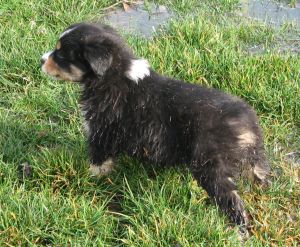 Sweetie × Bandit litter