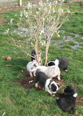 Sweetie × Bandit litter