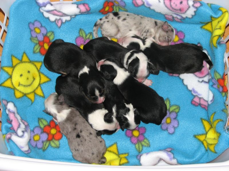 Sweetie × Bandit litter