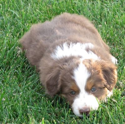 Rudy