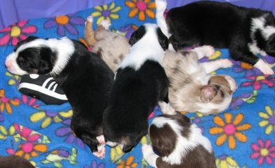 Cassie × Max litter