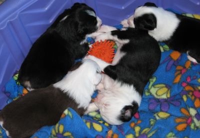 Cassie × Max litter