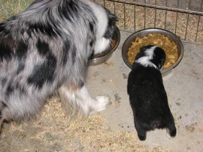 Cassie × Max litter