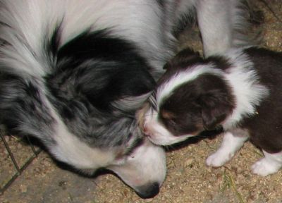 Cassie × Max litter