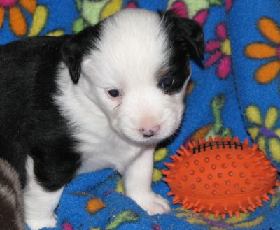 Cassie × Max litter