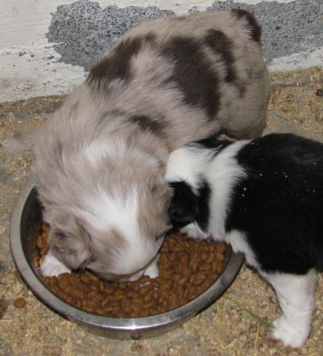 Cassie × Max litter