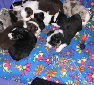 Cassie × Max litter