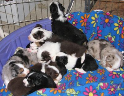 Cassie × Max litter
