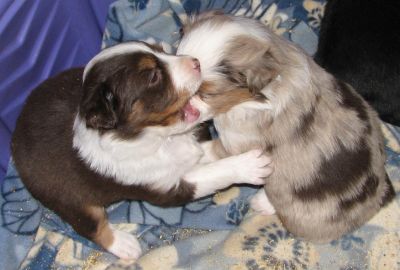 Cassie × Max litter