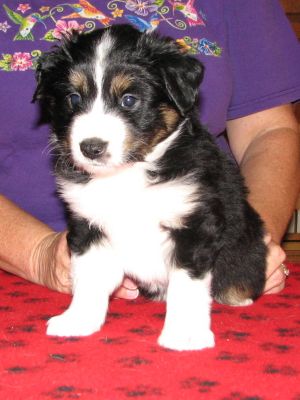 Cassie × Max litter
