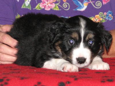 Cassie × Max litter
