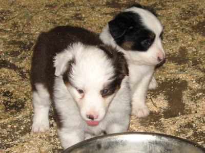 Cassie × Max litter