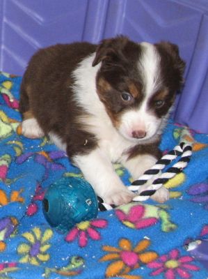 Cassie × Max litter
