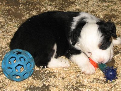 Cassie × Max litter