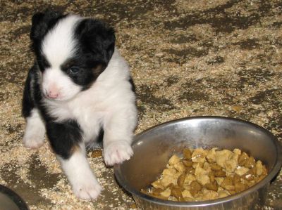 Cassie × Max litter