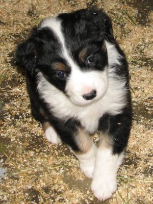 Cassie × Max litter