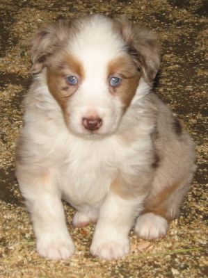 Cassie × Max litter