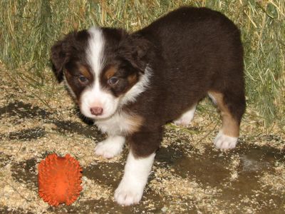 Cassie × Max litter
