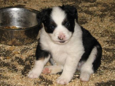 Cassie × Max litter