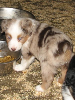 Cassie × Max litter