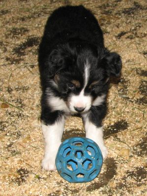 Cassie × Max litter