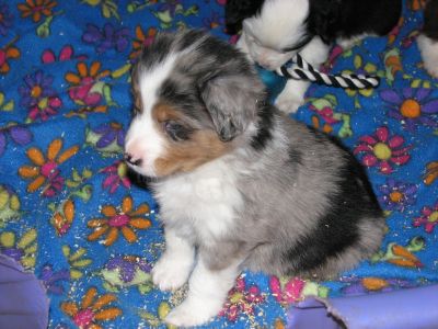 Cassie × Max litter