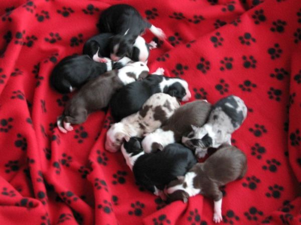 Cassie × Max litter