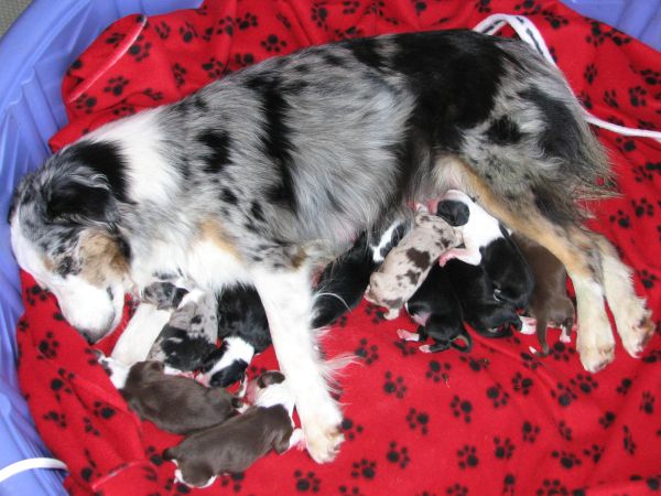 Cassie × Max litter
