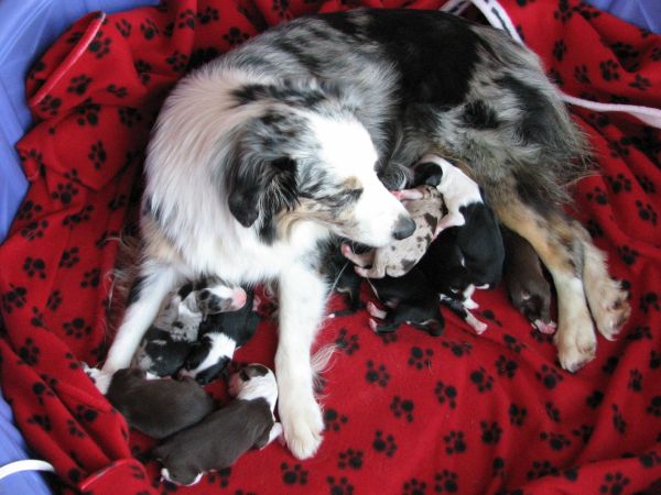 Cassie × Max litter