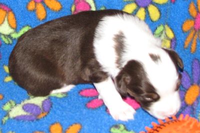 Cassie × Max litter