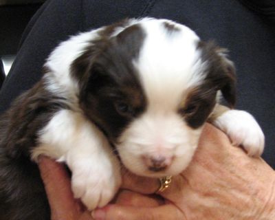 Cassie × Max litter