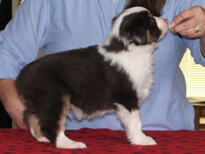 Cassie × Max litter