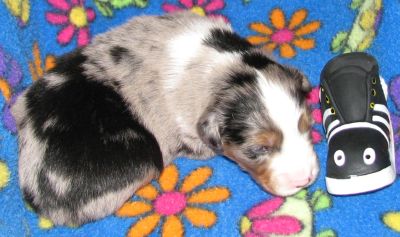 Cassie × Max litter