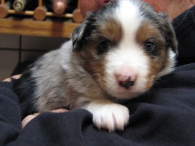 Cassie × Max litter